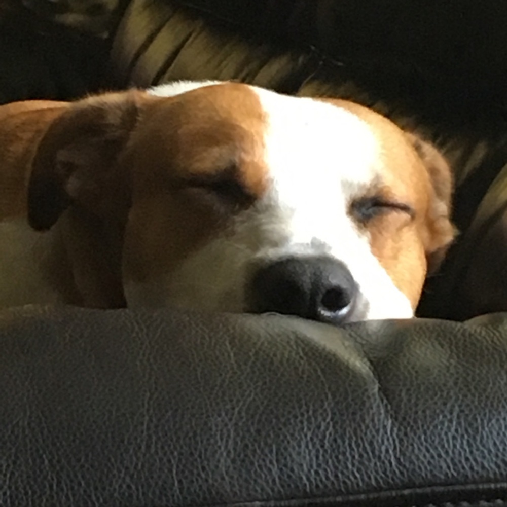 Man’s best friend.